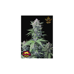 Tropicana Cookies Auto, Фасовка: 5